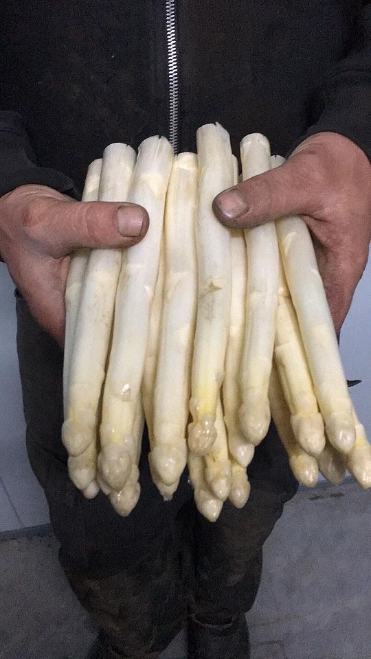 asperges 46.jpg