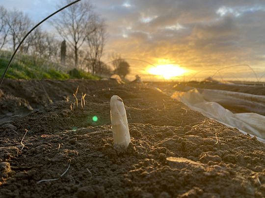 foto asperge.jpg